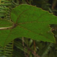 Hibiscus hispidissimus Griff.